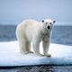 Illustration for article titled Heartbreaking Photos Of Polar Bears Who Will Die Before The Next ‘Metroid Prime’ If Nintendo Doesn’t Get Their Shit Together